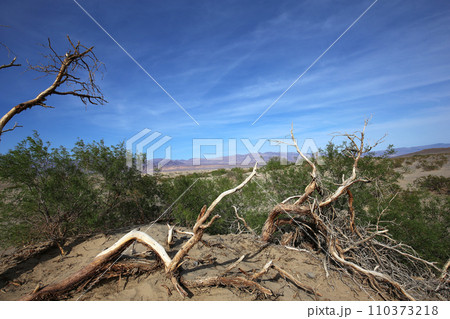 dead trees in the death valley, california, usa dead trees in the death valley, california, usa 110373218