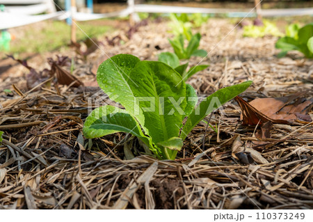 Area for growing organic salad vegetables health care 110373249