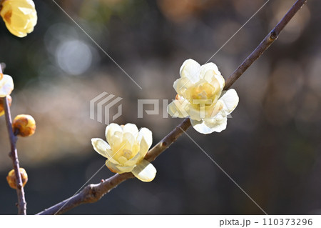 美しいロウバイ 110373296