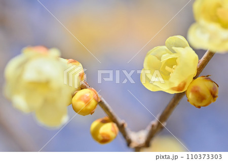 美しいロウバイ 110373303