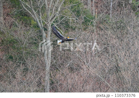 オオワシ 110373376