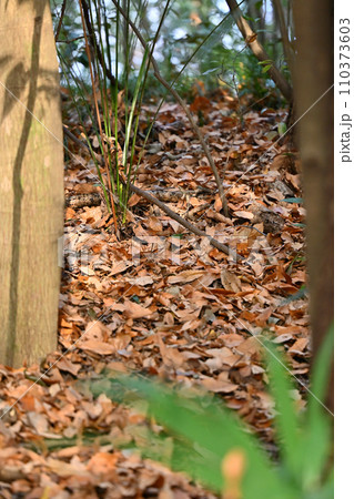 冬の自然公園　ビオトープ 110373603