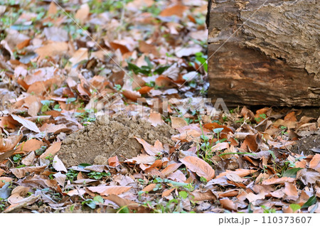 冬の自然公園　ビオトープ 110373607