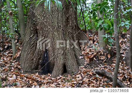 冬の自然公園　ビオトープ 110373608