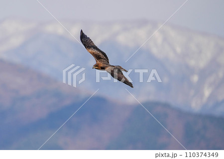 トビ トビ 110374349