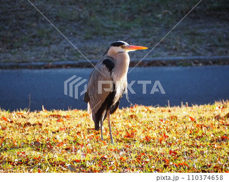 アオサギ アオサギ 110374658