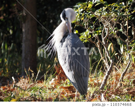 アオサギ アオサギ 110374668