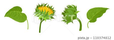 Sunflower Large Head with Green Stem and Leaf Vector Set 110374812