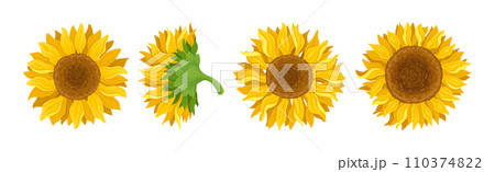 Sunflower Large Head with Green Stem Vector Set Sunflower Large Head with Green Stem Vector Set 110374822