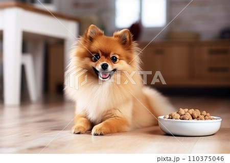 The Pomeranian dog is lying in the kitchen near a bowl of food 110375046