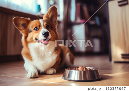 The corgi dog is lying in the kitchen near a bowl of food, waiting for the command 110375047