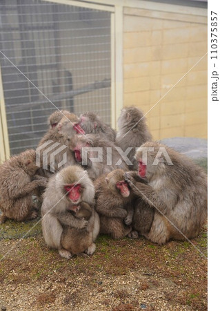 銚子渓お猿の国【香川県小豆郡土庄町（小豆島）】9 110375857
