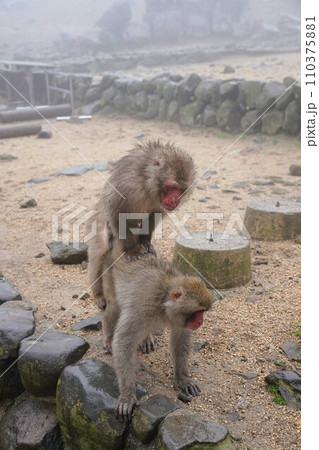 銚子渓お猿の国【香川県小豆郡土庄町(小豆島)】25 銚子渓お猿の国【香川県小豆郡土庄町(小豆島)】25 110375881