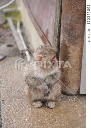 銚子渓お猿の国【香川県小豆郡土庄町(小豆島)】34 銚子渓お猿の国【香川県小豆郡土庄町(小豆島)】34 110375891