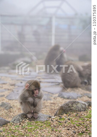銚子渓お猿の国【香川県小豆郡土庄町(小豆島)】37 銚子渓お猿の国【香川県小豆郡土庄町(小豆島)】37 110375895