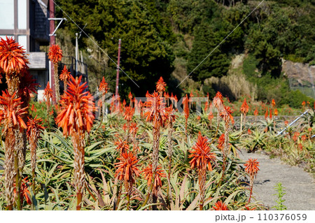 アロエの花 110376059