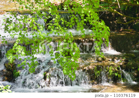 京都　貴船観光　貴船川と美しい新緑  青もみじ（京都府京都市） 110376119