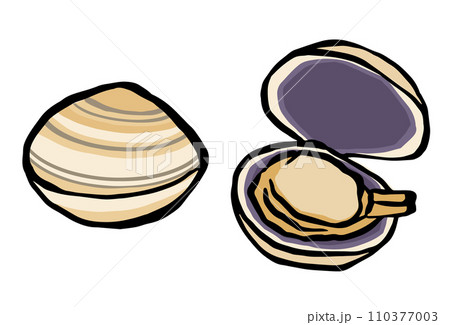 大あさり(ウチムラサキ)のイラスト 大あさり(ウチムラサキ)のイラスト 110377003