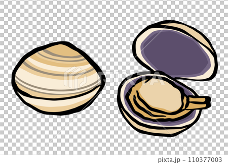 大あさり(ウチムラサキ)のイラスト 大あさり(ウチムラサキ)のイラスト 110377003