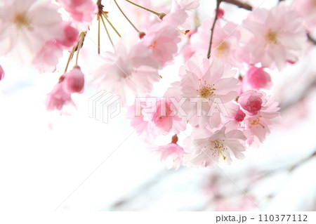 満開の桜舞姫 110377112