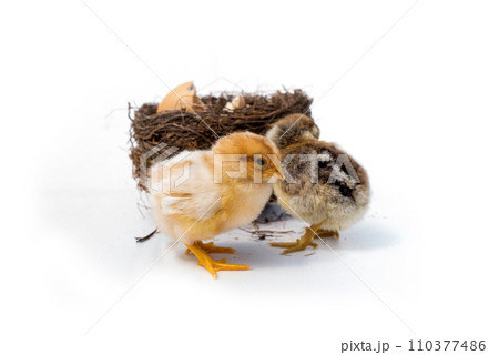 Newly hatched French Faverolles chicks isolated on white background - selective focus, copy space Newly hatched French Faverolles chicks isolated on white background - selective focus, copy space 110377486