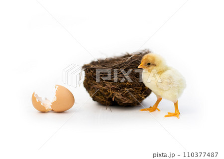 Newly hatched French Faverolles chicks isolated on white background - selective focus, copy space 110377487