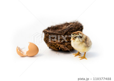 Newly hatched French Faverolles chicks isolated on white background - selective focus, copy space 110377488