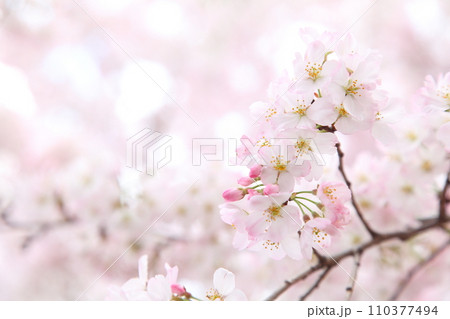 満開の桜神代曙 110377494