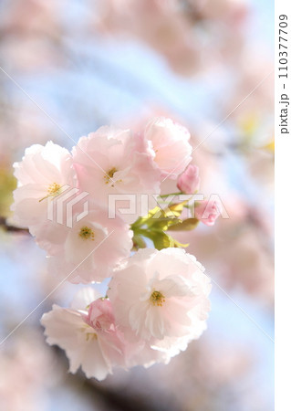 満開の桜一葉 110377709