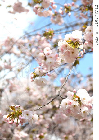 満開の桜一葉 110377712