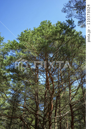 Bottom view of tall old trees in evergreen primeval forest of nature reserve. Curonian spit, russia. Blue sky in background. Bottom view of tall old trees in evergreen primeval forest of nature reserve. Curonian spit, russia. Blue sky in background. 110378024