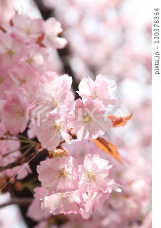 満開の桜長州緋桜と陽射し 110378364