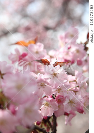 満開の桜長州緋桜と陽射し 満開の桜長州緋桜と陽射し 110378368