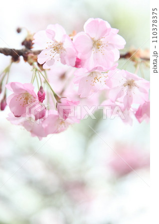 満開の桜長州緋桜と柔らかな陽射し 110378375