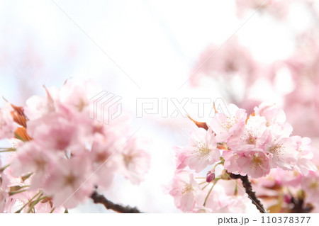 満開の桜長州緋桜と陽射しに透ける花びら 満開の桜長州緋桜と陽射しに透ける花びら 110378377
