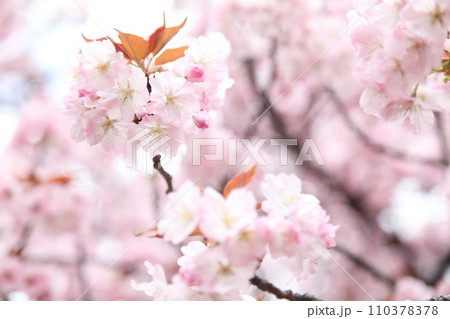 満開の桜長州緋桜と柔らかい陽射し 満開の桜長州緋桜と柔らかい陽射し 110378378