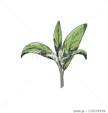 Sage branch with green leaves hand drawn sketch vector illustration isolated. Sage branch with green leaves hand drawn sketch vector illustration isolated. 110378509