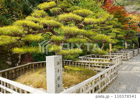 日本 奈良 長谷寺 本坊 松 110378541