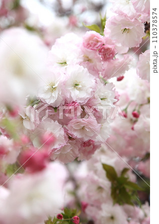 満開の桜松月 110378574