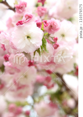 満開の桜松月アップ 110378575