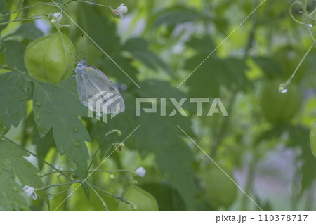 梅雨の植物、風船葛の風景-11 梅雨の植物、風船葛の風景-11 110378717
