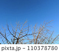 冬の朝の青空と木の写真素材　4:3 110378780