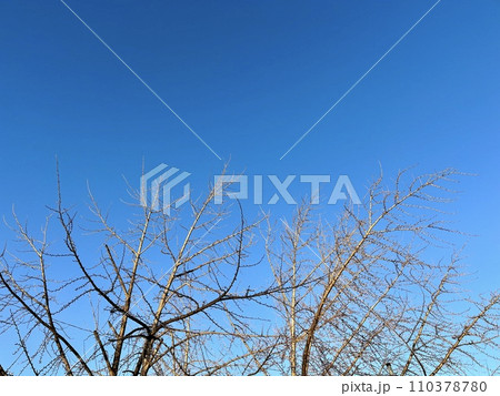 冬の朝の青空と木の写真素材 4:3 冬の朝の青空と木の写真素材 4:3 110378780