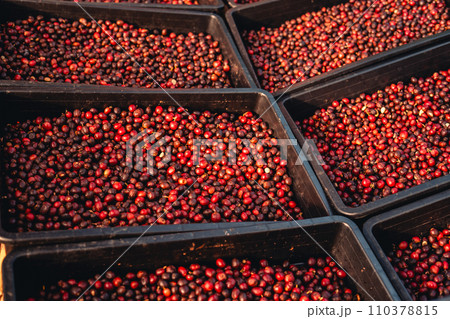 red cherry coffee beans In the basket drying 110378815