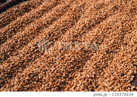 Coffee beans are being dried in a drying plant Coffee beans are being dried in a drying plant 110378816