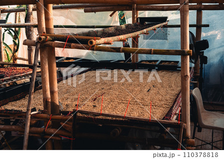 Coffee beans are being dried in a drying plant Coffee beans are being dried in a drying plant 110378818