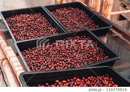 red cherry coffee beans In the basket drying red cherry coffee beans In the basket drying 110378819