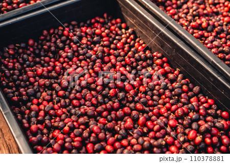 red cherry coffee beans In the basket drying 110378881