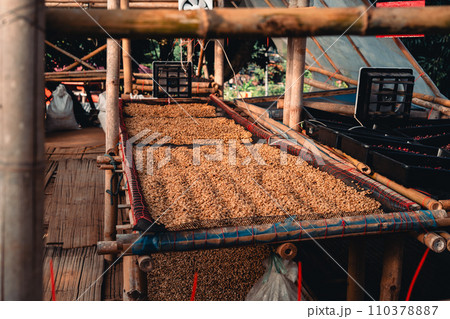 Coffee beans are being dried in a drying plant 110378887