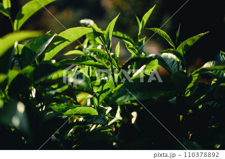 Fresh green tea leaf shoots in nature Fresh green tea leaf shoots in nature 110378892